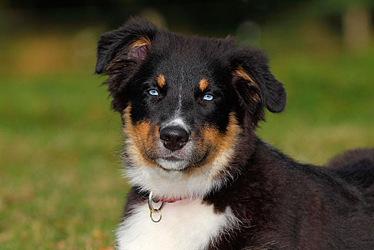澳洲牧羊犬,狗,黑色,三色,小狗,蓝眼睛