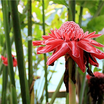 热带花卉,红色,手电筒,姜