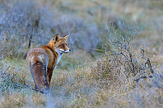 红狐,狐属,北荷兰,荷兰