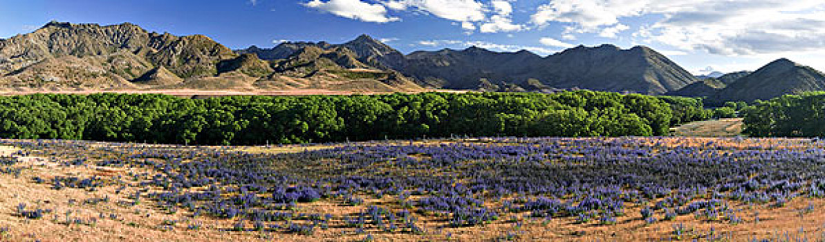 紫色,羽扇豆,羽扇豆属,树,道路,山峦,背影,全景,南岛,新西兰,大洋洲