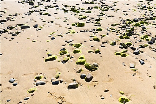 石头,遮盖,干燥,海草,沙滩