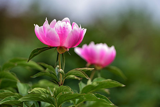 芍药花开,娇艳柔美