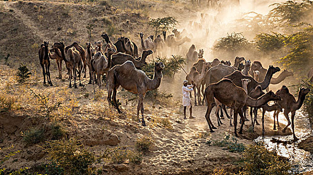 骆驼,途中,普什卡,牛,市场,拉贾斯坦邦,印度,亚洲