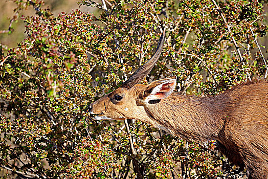 捻角羚,成年,雄性,吃,觅食,克鲁格国家公园,南非,非洲