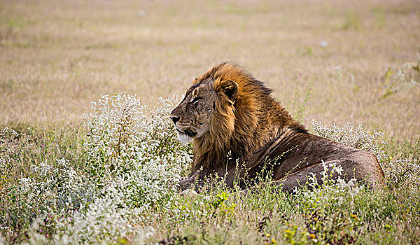 非洲,纳米比亚,埃托沙国家公园,成年,雄性,狮子,休息,年轻,画廊
