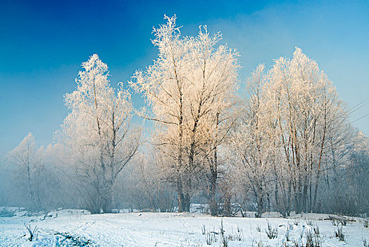 冬日,雪景,雪地,蓝天,雾松