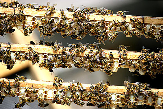蜜蜂在仿造天然,王台上辛勤地酿造蜂王浆
