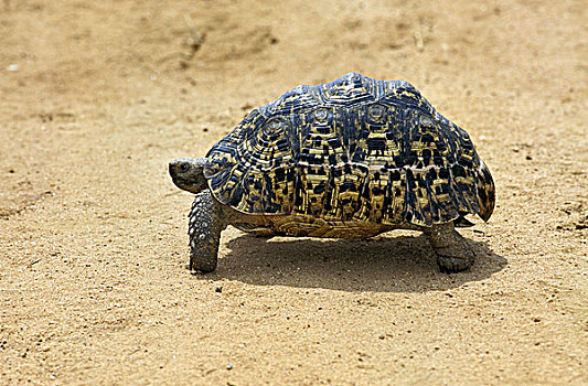 肯尼亚豹龟图片