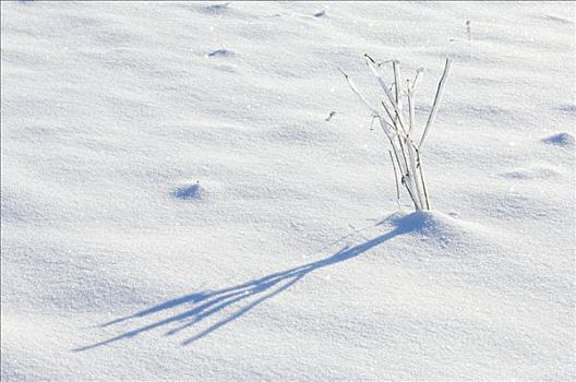 草叶,雪地