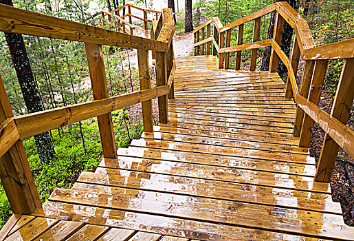 湿,木质,楼梯,树林,城镇,芬兰