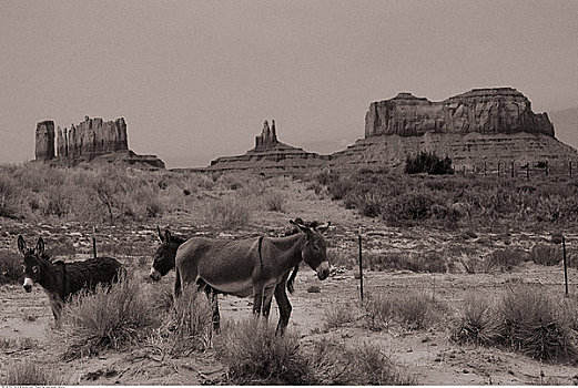 驴,纪念碑谷,亚利桑那,犹他