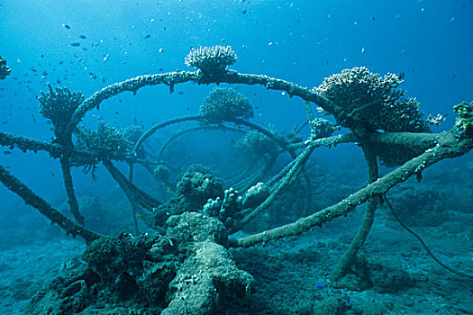 人造,礁石,珊瑚,水生,有机生物,巴厘岛,印度尼西亚,亚洲