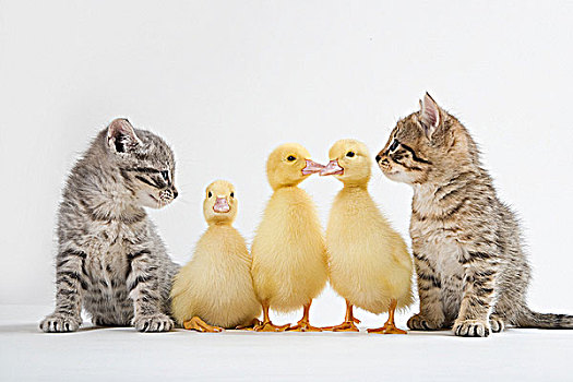 两个,小猫,三个,小鸭子,棚拍