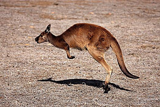 西部灰袋鼠,袋鼠,岛屿,成年,跳跃,南澳大利亚州,澳大利亚