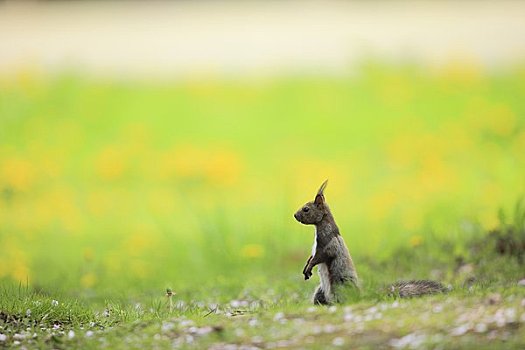 北海道松鼠,春天