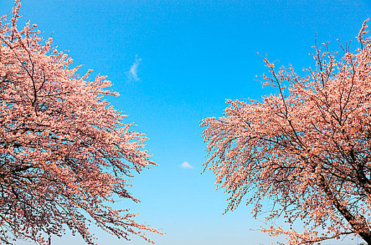 樱花,蓝天,新泻