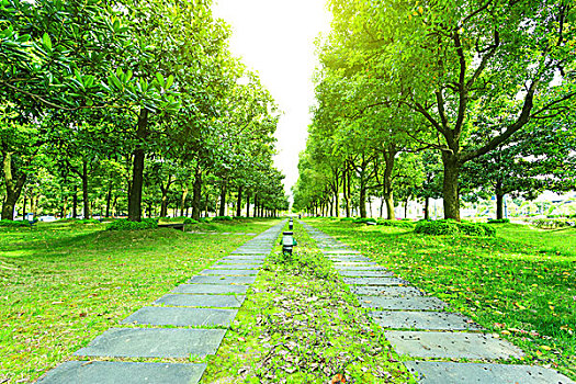 小路,樹,公園