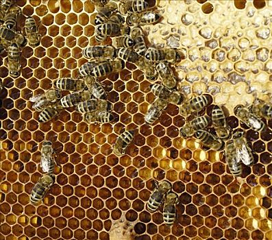 蜂巢,蜂蜜,蜂窝