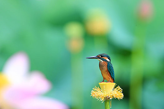 荷花池,翠鸟