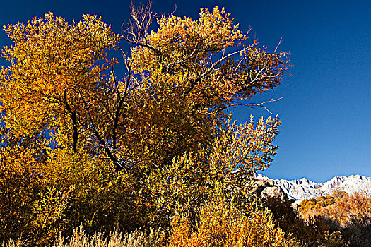 秋天,树,山峦,背景,阿拉巴马山丘,加利福尼亚,美国