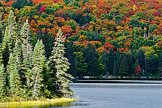 日光,黑色,云杉,秋色,湖,阿尔冈金省立公园,安大略省,加拿大