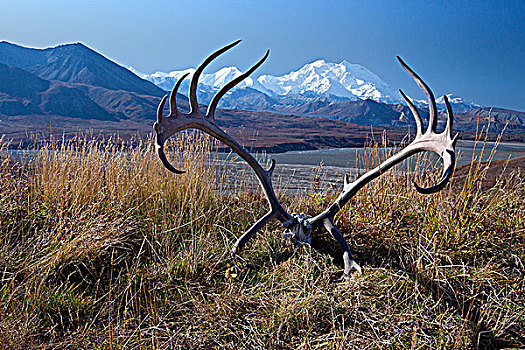 北美驯鹿,鹿角,架子,躺着,草,山,麦金利山,背景,德纳利国家公园和自然保护区,室内,阿拉斯加,秋天