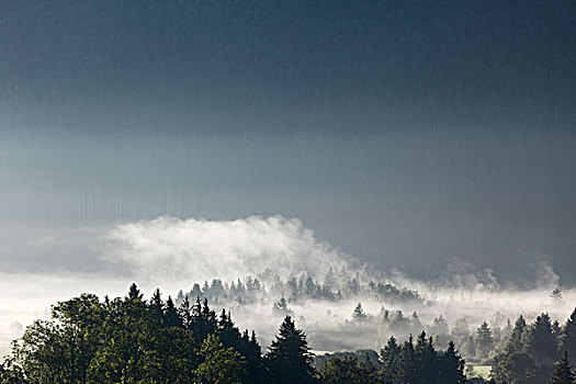 晨雾,上方,树林,上巴伐利亚,巴伐利亚,德国,欧洲