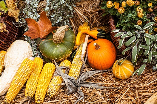 秋天,装饰,玉米