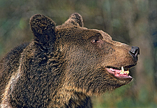 大灰熊,棕熊,北美