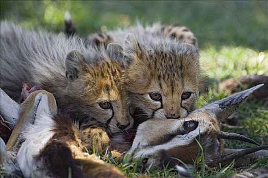 印度豹,猎豹,星期,老,幼兽,汤氏瞪羚,杀,马赛马拉,自然保护区,肯尼亚