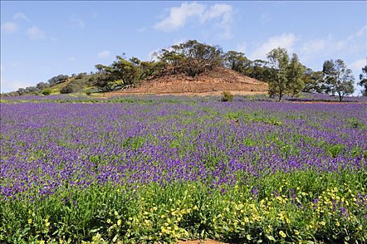紫色,野花,草地,西澳大利亚,澳大利亚