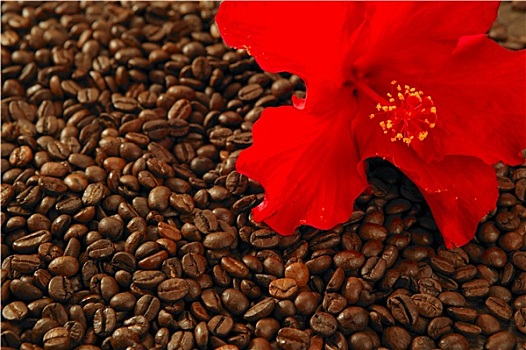 红色,木槿,花,烘焙,咖啡,咖啡豆