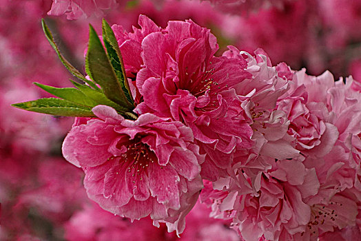 美丽的春天--桃花