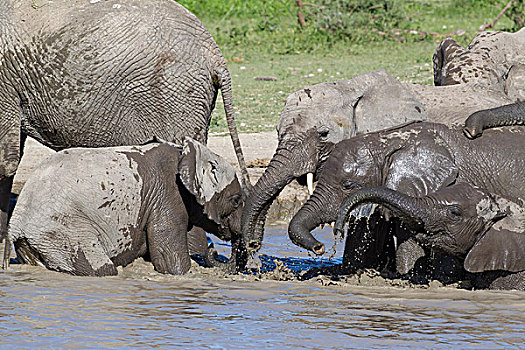 许多,大象,多样,溅,水塘,水,象鼻,侧视图,恩戈罗恩戈罗,保护区,坦桑尼亚