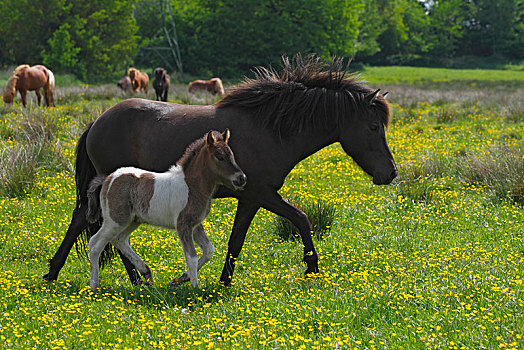 冰岛马,母马,小马,走,草场,德国,欧洲