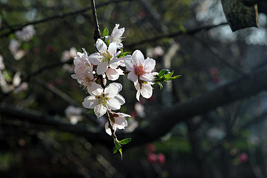 春天里桃花开