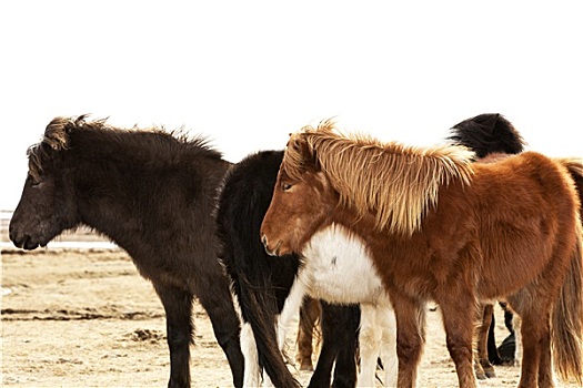 牧群,冰岛,小马