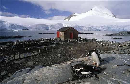 巴布亚企鹅,一对,港口,海峡,南极