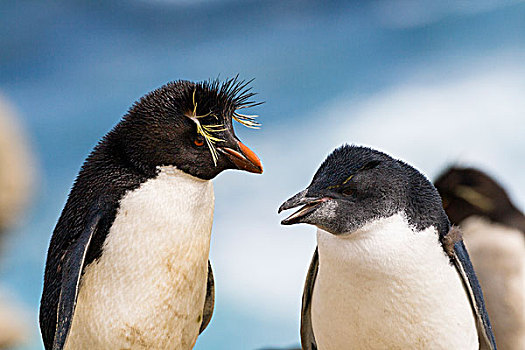 凤冠企鹅,南跳岩企鹅,幼禽,福克兰群岛