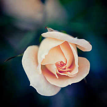 一个,粉红玫瑰,暗色,自然背景