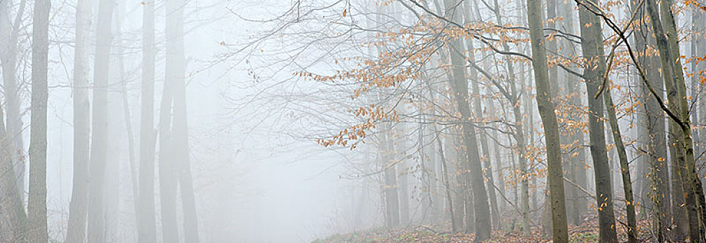 树林,冬天,无叶,树,浓厚,雾,叶子,靠近,科维亚弗特,萨克森安哈尔特,德国