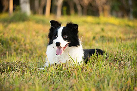 血统纯正牧羊犬