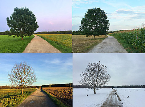 抽象拼贴画,四季,树,土路,慕尼黑,巴伐利亚,德国,欧洲
