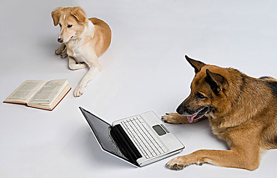 狗,笔记本电脑