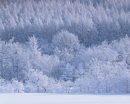 霜,树