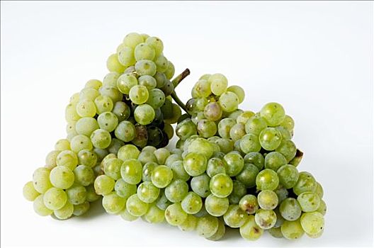 绿葡萄,品种,雷斯林葡萄酒