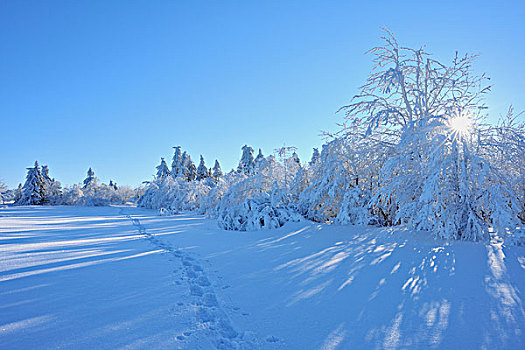 冬季风景,雪,树,雪地鞋,低,山脉,巴伐利亚,德国