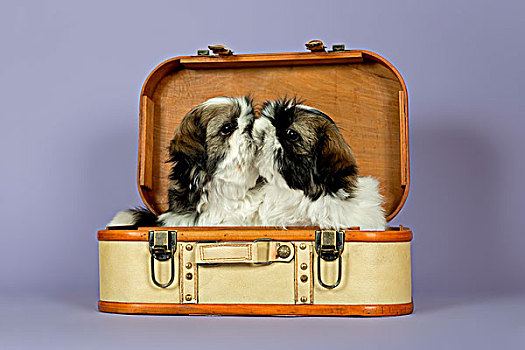 两个,西施犬,小狗,10星期大,金色,白色,手提箱