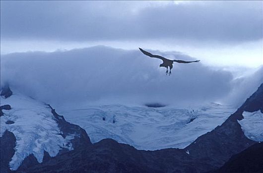 秃鹫,鹳形目,飞跃,巴塔哥尼亚,冰盖,乌普萨拉,瑞典,冰河,阿根廷