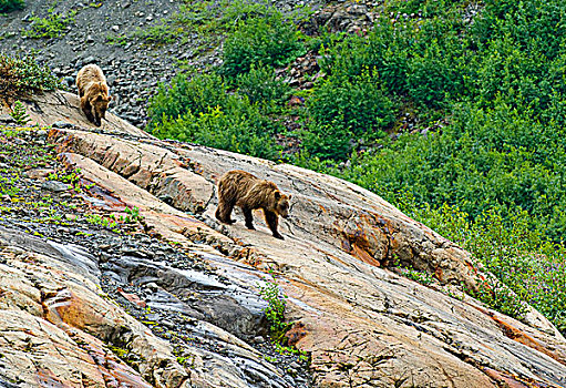 雌性,大灰熊,棕熊,下降,岩石构造,冰河,海岸山脉,不列颠哥伦比亚省,加拿大
